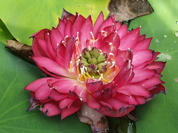 Nelumbo ‘Red Pegasus’ – Image 5