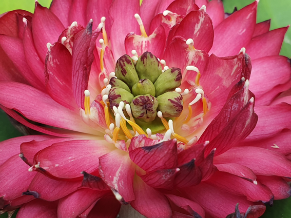 Nelumbo ‘Red Pegasus’ – Image 6