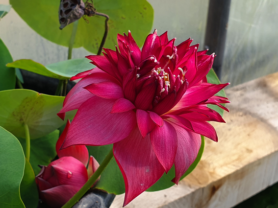 Nelumbo ‘Red Pegasus’ – Image 7