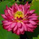 rose hermosa