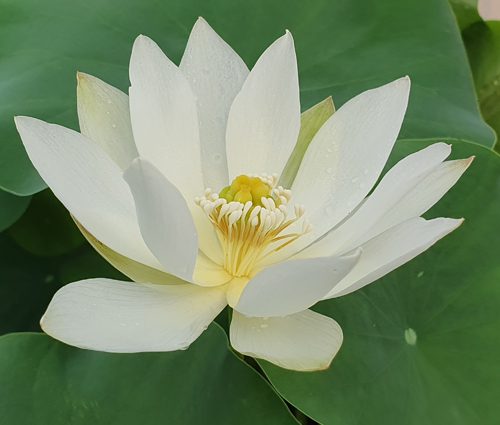 white buddha's hand