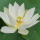 white buddha's hand