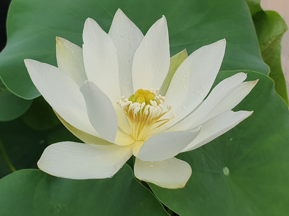 white buddha's hand