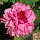 yiliang 1000 petals