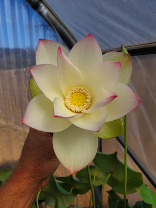 yixian lotus