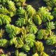 Salvinia natans