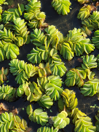 Salvinia natans