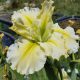 Iris X louisiana 'Sun and Surf'