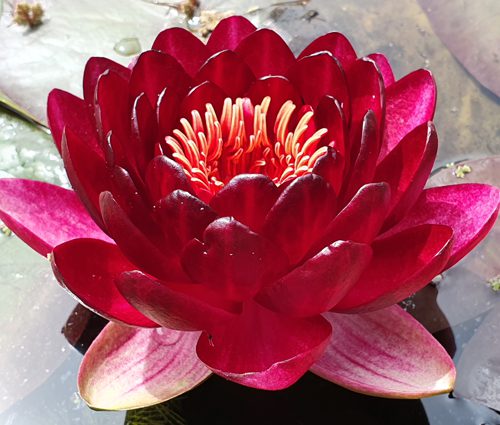 Nymphea 'Lady in Red'