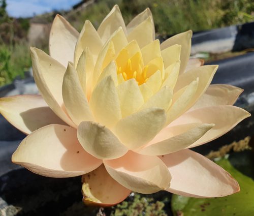 Nymphaea 'Pink Lavalette'