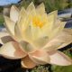 Nymphaea 'Pink Lavalette'