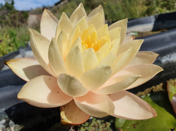 Nymphaea 'Pink Lavalette'