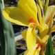 Canna glauca 'Aubergine'