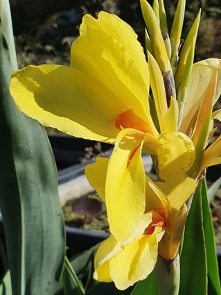 Canna glauca 'Aubergine'