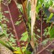 Musa sumatrana 'Zebrina'