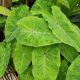 Colocasia esculenta 'Midori Sour'