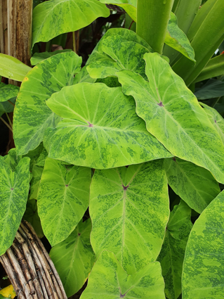 Colocasia esculenta 'Midori Sour'