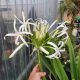 Crinum asiaticum