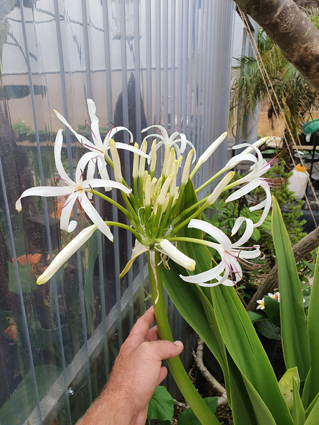 Crinum asiaticum