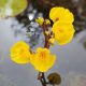 Utricularia vulgaris