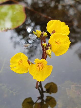 Utricularia vulgaris