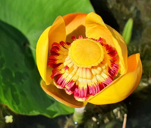 Nuphar advena