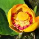 Nuphar advena