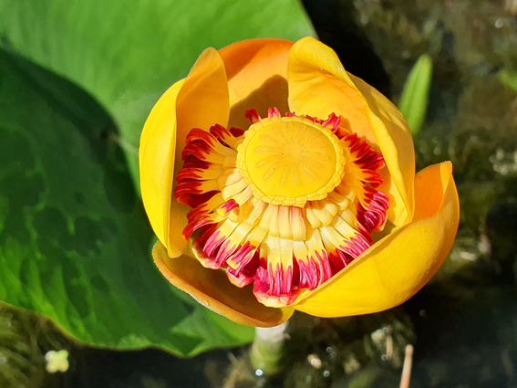 Nuphar advena