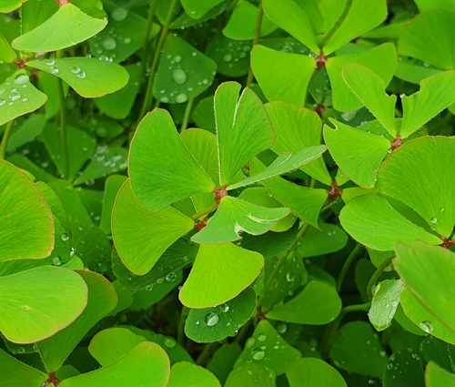 Marsilea quadrifolia