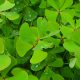 Marsilea quadrifolia
