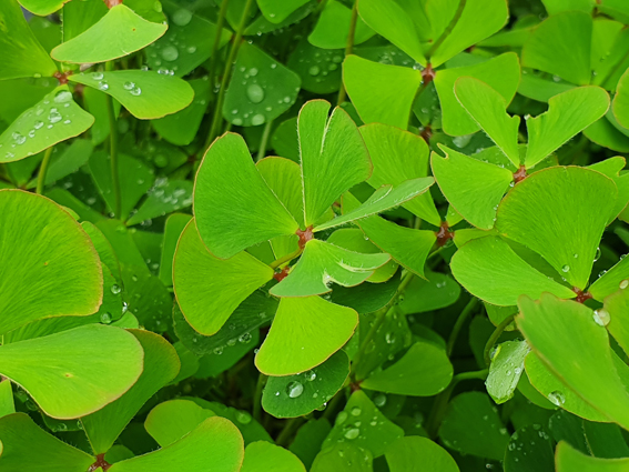 Marsilea quadrifolia