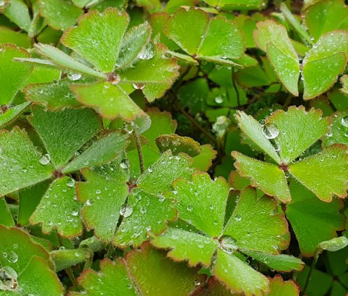 Marsilea drummondii