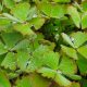 Marsilea drummondii
