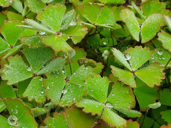 Marsilea drummondii