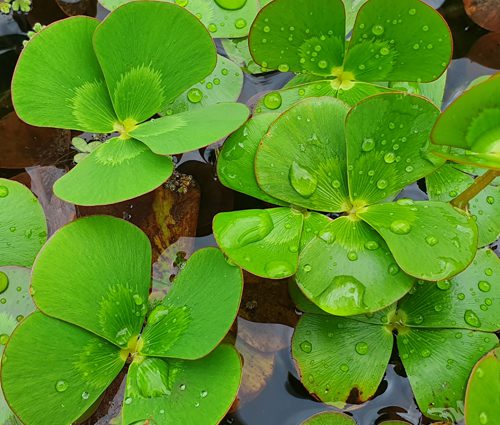 Marsilea mutica