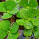 Marsilea mutica