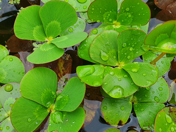 Marsilea mutica