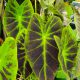Colocasia esculenta 'Black Beauty'