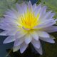 Nymphea 'Jardin Nelumbo'
