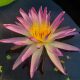 Nymphea 'Sky Diamond'