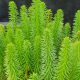 Hippuris vulgaris
