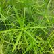 Cyperus alternifolius ‘Gracilis’