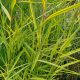 Phragmites australis 'Variegata'