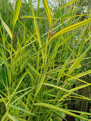 Phragmites australis 'Variegata'