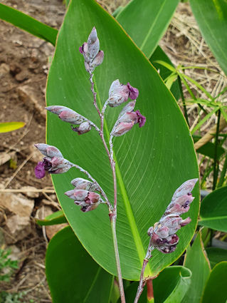 Thalia geniculata