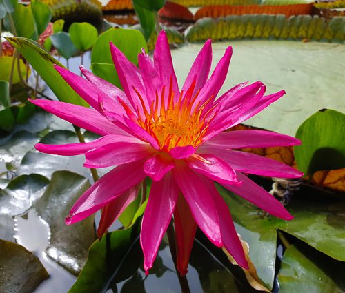 Nymphea 'Red Super Star'