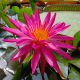 Nymphea 'Red Super Star'