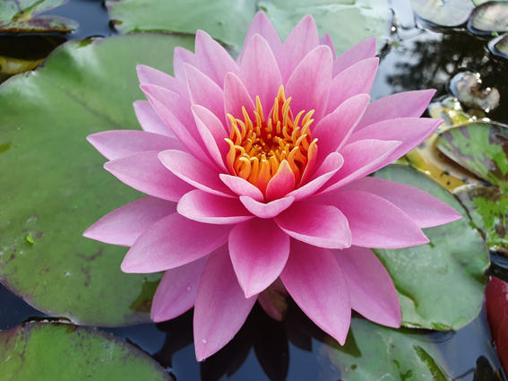 Nymphea 'Pink Ribbon'
