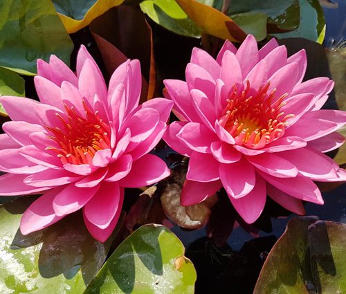 Nymphaea 'Zores'