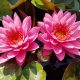 Nymphaea 'Zores'